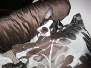 1923681_516757851447_3174_n